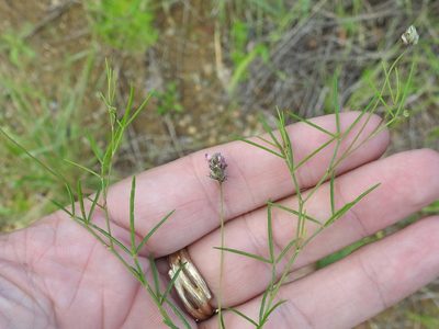 Dalea filiformis, photographed by Sam Kieschnick