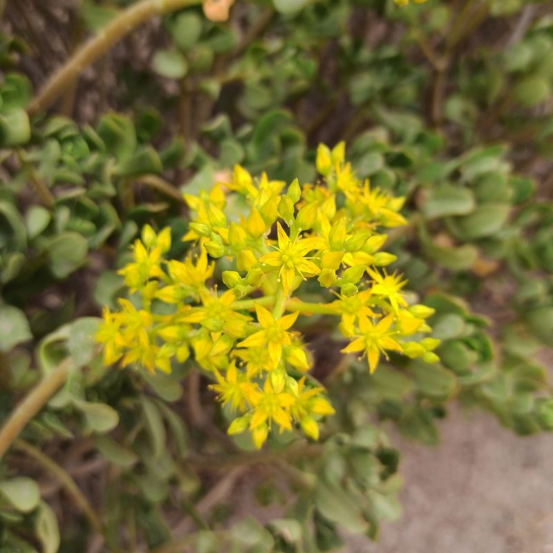 Sedum dendroideum, photographed by Juan Carlos Fonseca Mata