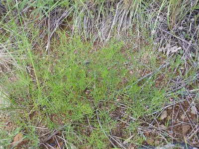 Dalea filiformis, photographed by Sam Kieschnick