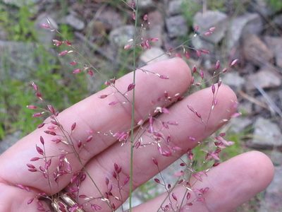 Zuloagaea bulbosa, photographed by Sam Kieschnick