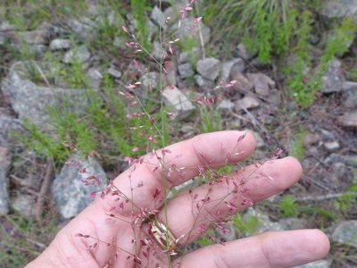 Zuloagaea bulbosa, photographed by Sam Kieschnick