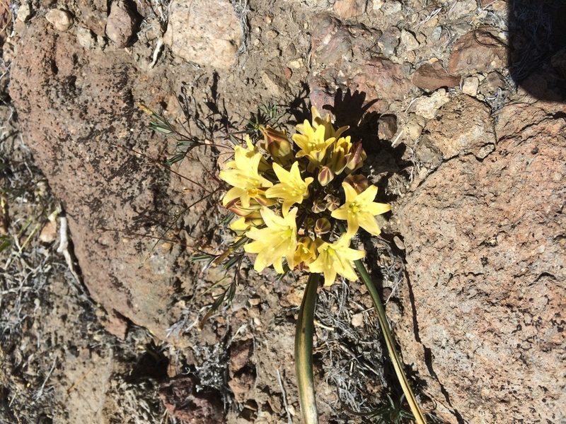 Triteleia piutensis, photographed by Matt Berger