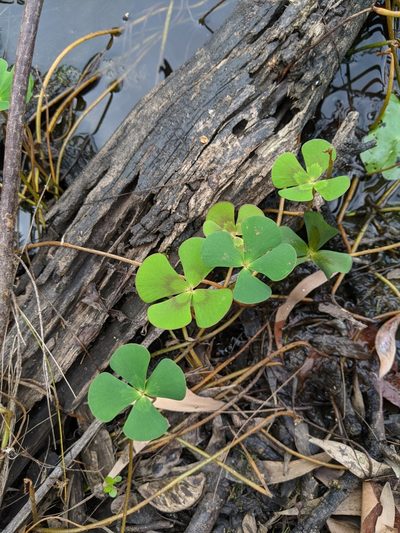 Marsilea mutica, photographed by Nick Swanson