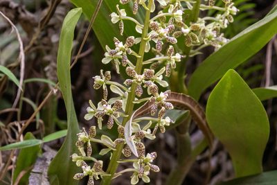 Prosthechea crassilabia, photographed by Thibaud Aronson