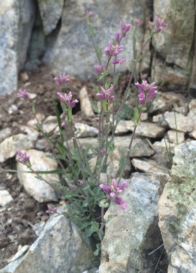 Streptanthus gracilis, photographed by Matt Berger