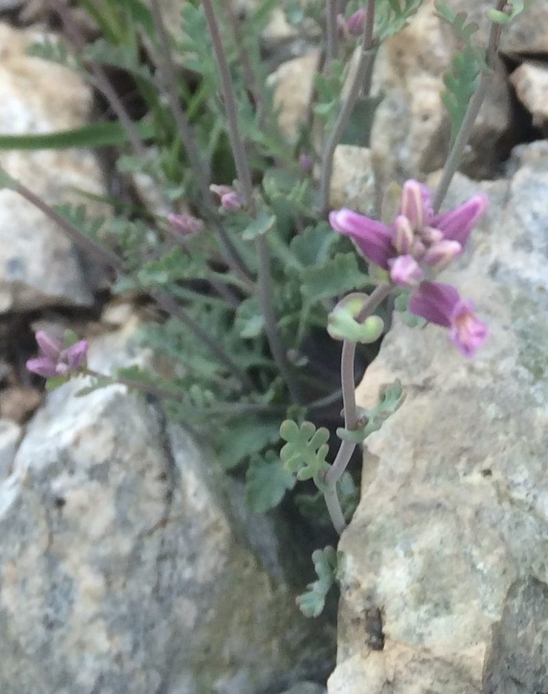 Streptanthus gracilis, photographed by Matt Berger
