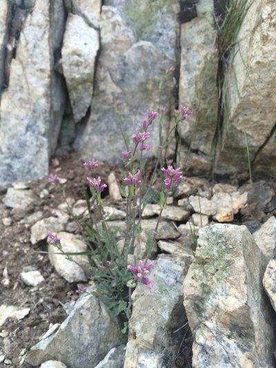Streptanthus gracilis, photographed by Matt Berger