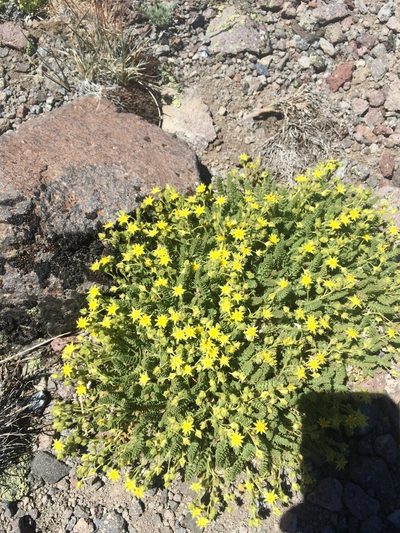 Potentilla shockleyi, photographed by Matt Berger