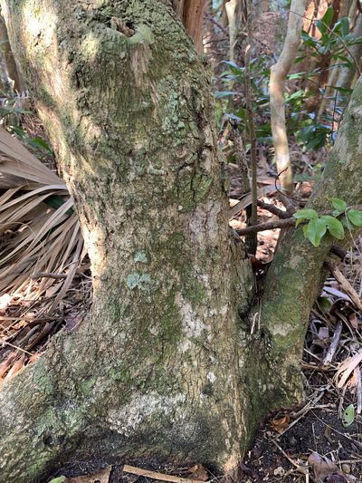 Krugiodendron ferreum, photographed by mark-groeneveld