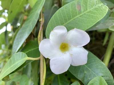 Rhabdadenia biflora, photographed by mark-groeneveld