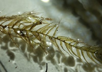 Leptodictyum riparium, photographed by Zihao Wang