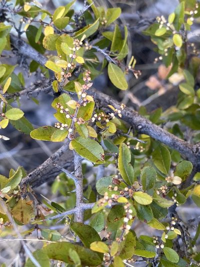 Sageretia wrightii, photographed by Sue Carnahan
