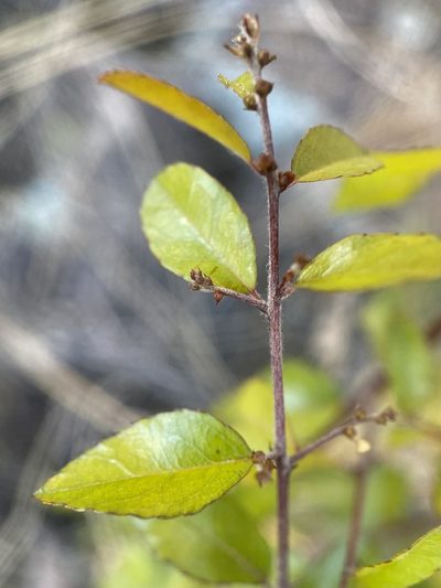 Sageretia wrightii, photographed by Sue Carnahan