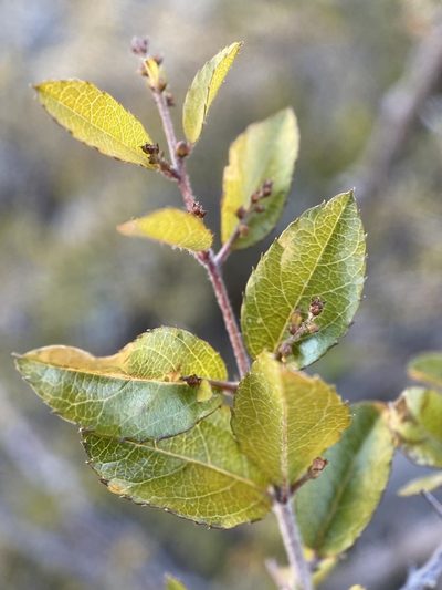 Sageretia wrightii, photographed by Sue Carnahan