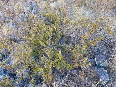 Sageretia wrightii, photographed by Sue Carnahan
