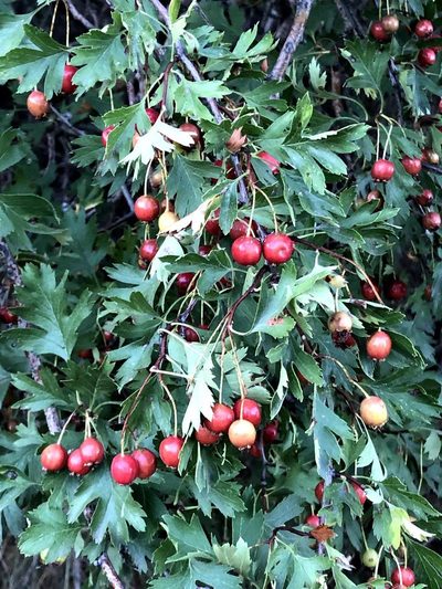 Crataegus ambigua, photographed by Jared Shorma