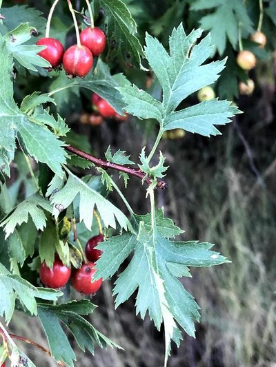 Crataegus ambigua, photographed by Jared Shorma