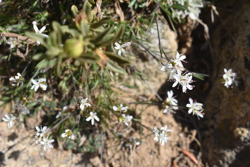Eremogone congesta, photographed by John Powers
