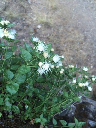 Ageratina shastensis, photographed by Matt Berger