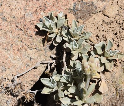 Antennaria parvifolia, photographed by John Powers