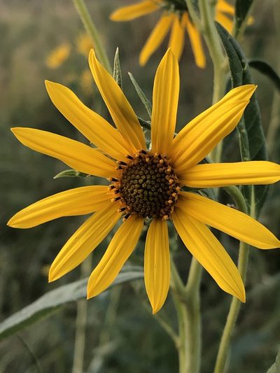 Helianthus nuttallii, photographed by Jared Shorma