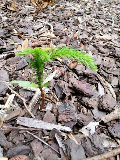 Araucaria heterophylla, photographed by Scott