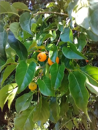 Campomanesia xanthocarpa, photographed by Cristiane Colodel