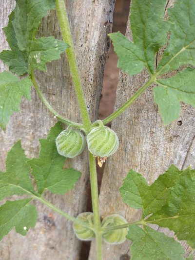 Blumenbachia latifolia, photographed by Cristiane Colodel