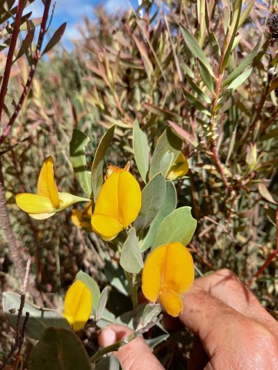 Rafnia elliptica, photographed by kevin koen