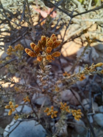 Helichrysum pentzioides, photographed by kevin koen