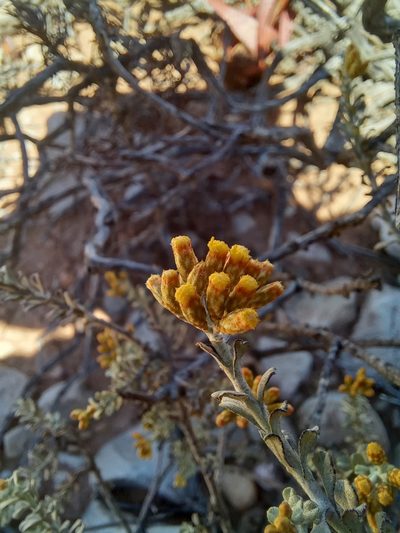 Helichrysum pentzioides, photographed by kevin koen