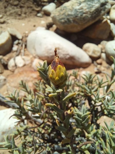 Pteronia succulenta, photographed by kevin koen
