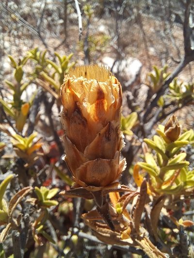 Pteronia hutchinsoniana, photographed by kevin koen