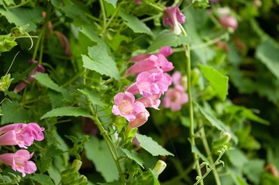 Lophospermum erubescens, photographed by Rolf Lawrenz
