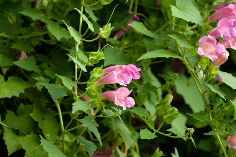 Lophospermum erubescens, photographed by Rolf Lawrenz