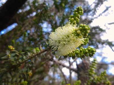 Melaleuca squarrosa, photographed by Kiri Bee