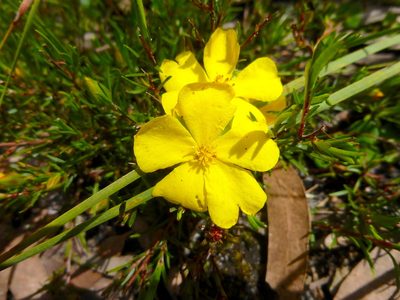 Hibbertia procumbens, photographed by Kiri Bee
