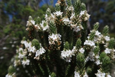 Epacris marginata, photographed by Cowirrie