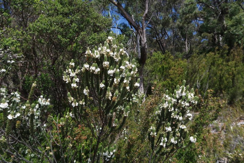 Epacris marginata, photographed by Cowirrie