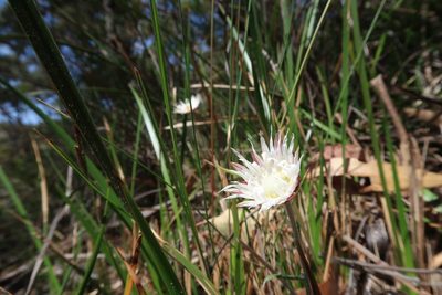 Argentipallium dealbatum, photographed by Cowirrie
