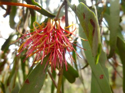 Amyema pendula, photographed by Kiri Bee
