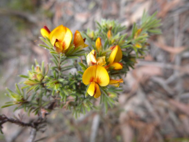Pultenaea daltonii, photographed by Kiri Bee