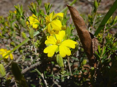 Hibbertia australis, photographed by Kiri Bee