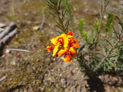 Dillwynia cinerascens, photographed by Kiri Bee