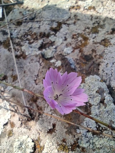 Dianthus strictus, photographed by Aryeh