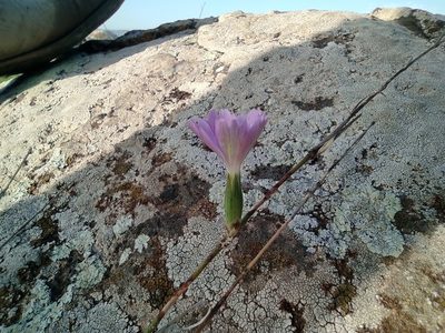 Dianthus strictus, photographed by Aryeh