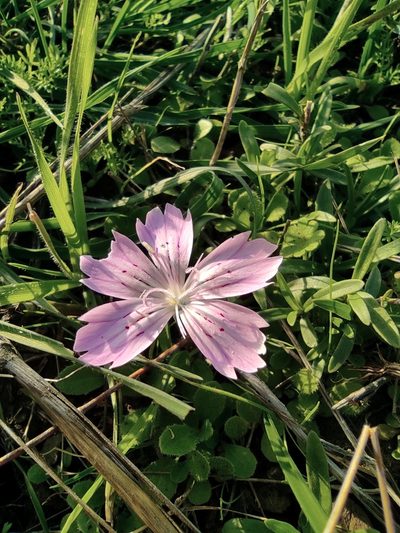 Dianthus strictus, photographed by Aryeh