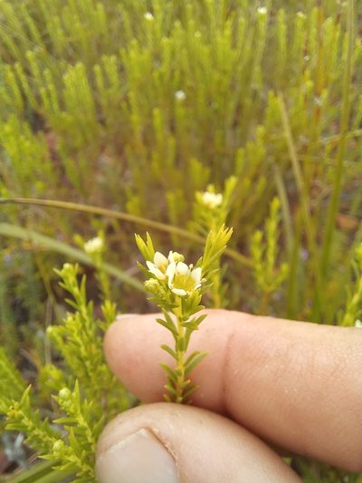Diosma tenella, photographed by kevin koen