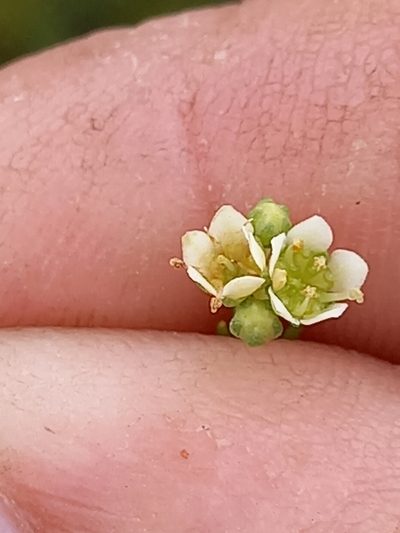 Diosma tenella, photographed by kevin koen