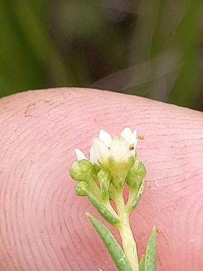 Diosma tenella, photographed by kevin koen